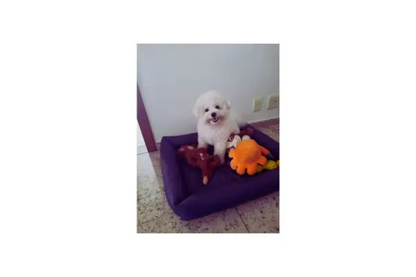 Esse é o nosso Bob - companheiro de viagem e de todas as horas