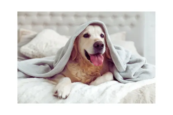 Conforto e luxo garantidos para seu melhor amigo