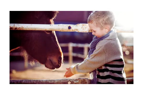 Aprendizado e diversão: contato com animais em hotel fazenda
