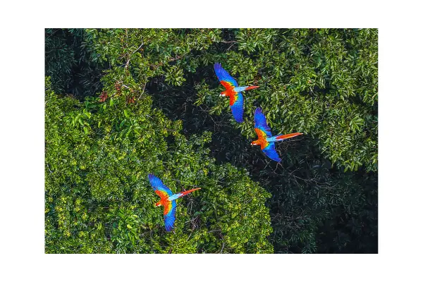 Amazônia Brasileira: Reconexão com a Essência da Vida