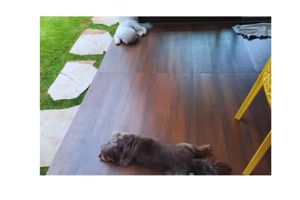 A tranquilidade de nossos cachorros