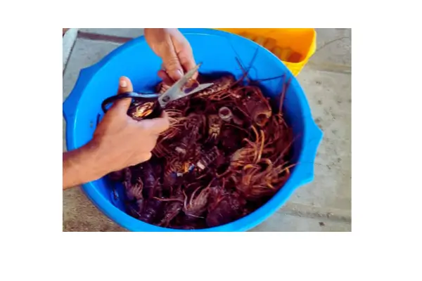 Gastronomia em Maragogi