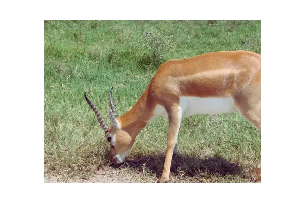 Visitantes no EcoParque observando animais em ambientes naturais