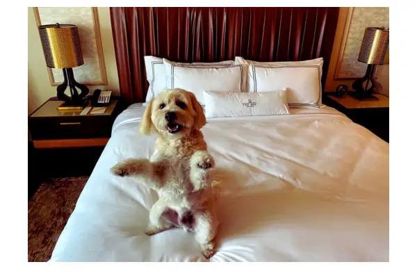 hotel pet friendly preparado para receber animais