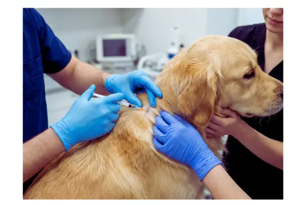 Verifique a necessidade de microchip