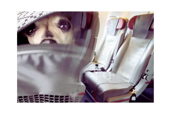 Como Viajar de Avião com Cachorro na Cabine