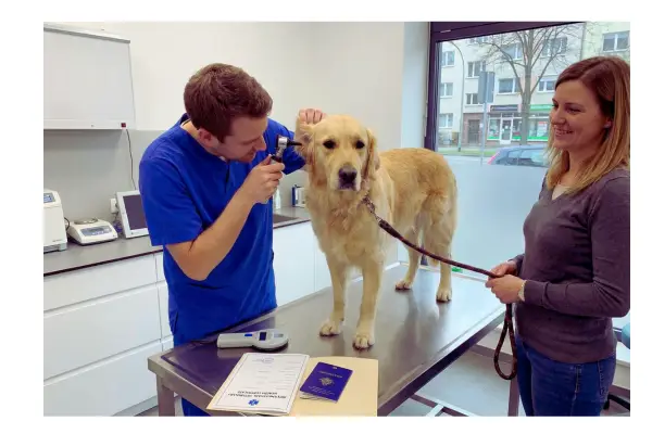 Realização de exame para emissão do certificado veterinário internacional