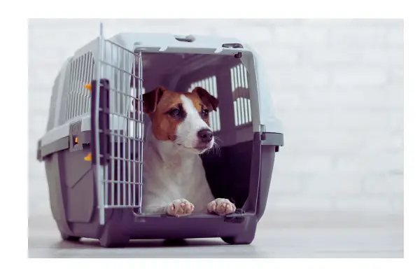 cachorro em caixa de transporte para viajar de avião