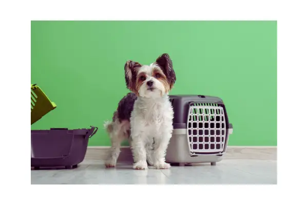 cachorro se acostumando com caixa de transporte para viagem