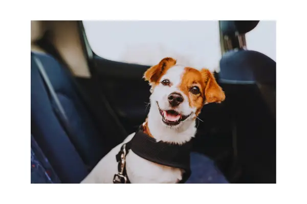 cachorro usando cinto de segurança durante viagem de carro