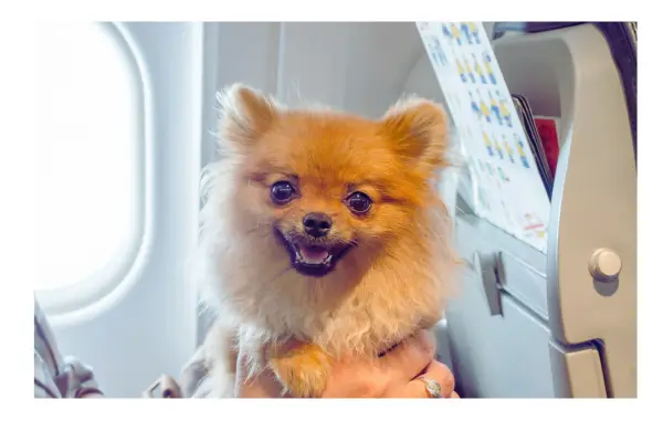 cachorro viajando feliz