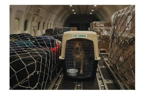 cachorro viajando de avião no porão