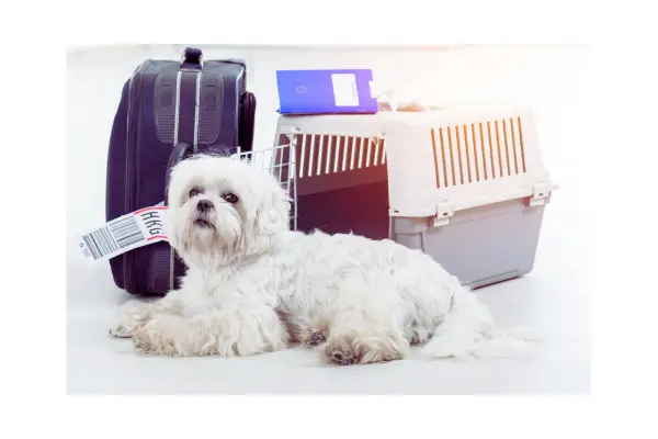 como viajar de avião com cachorro no aeroporto