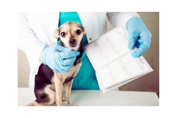 documentos e carteira de vacinação para viajar com cachorro