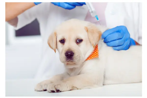 documentos obrigatórios incluindo carteira de vacinação