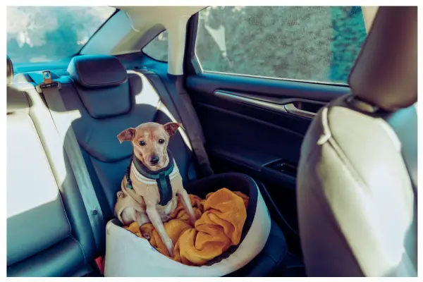 viagem com cachorro de carro usando cinto de segurança pet