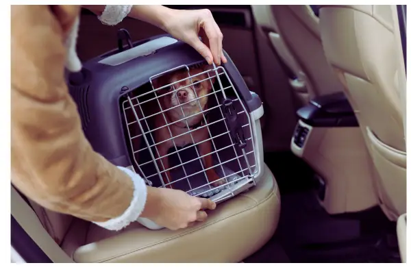 viagem com cachorro de avião na cabine com caixa aprovada