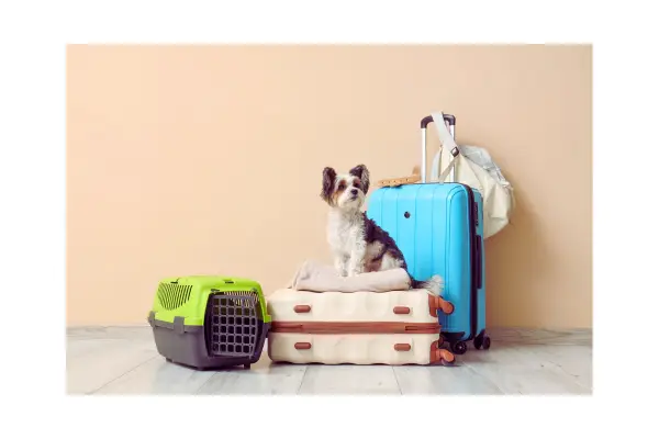 viagem com cachorro