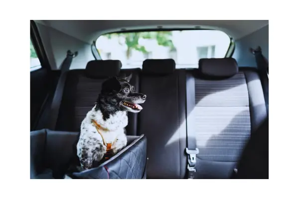viajar com cachorro em viagem de carro com tutor