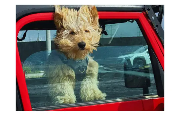 cachorro estressado durante viagem com pet