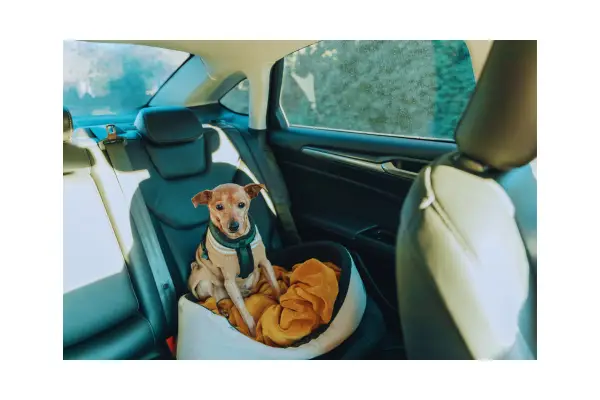 planejamento viagem cachorro