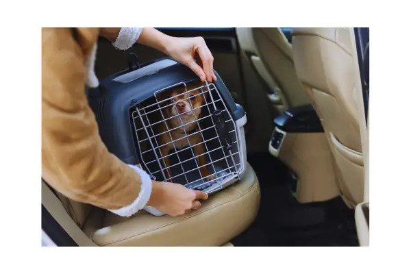 como preparar cachorro para viajar com pet com segurança