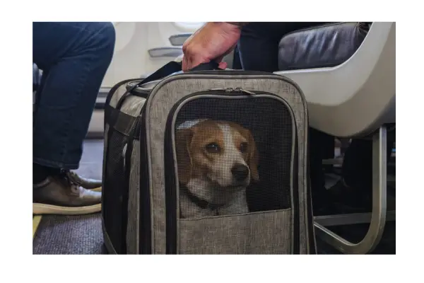 Viajar com pet