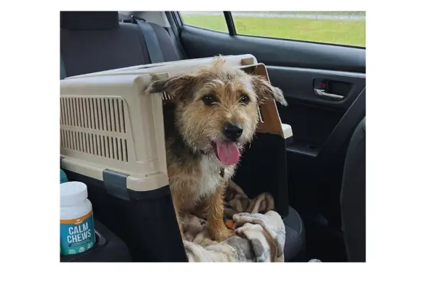 erros que encarecem viajar com pet comportamento do cachorro viagem