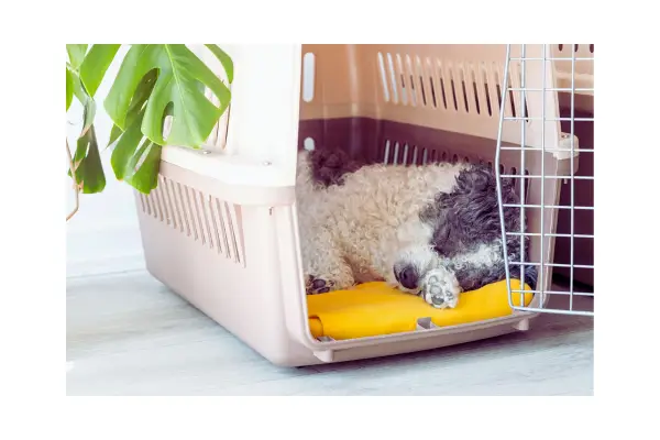 viajar com pet de forma segura e confortável
