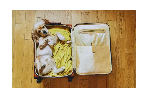 viajar com pet é caro custos viagem com cachorro