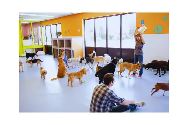 Comparação entre viajar com pet e deixar o animal em hospedagem