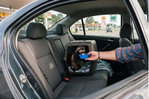 furão bebendo água durante parada em viagem de carro