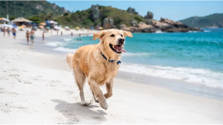 Cachorro brincando na areia de uma praia pet friendly no Brasil